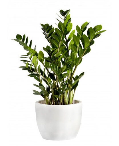 Composition végétale Zamioculcas